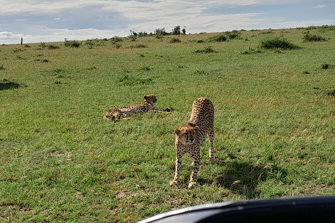 Day Tour To Amboseli National Park From Nairobi - Masai Village Visit