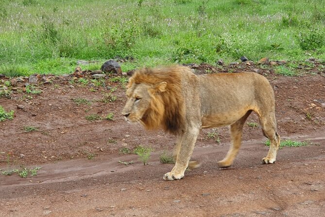Day Tour To Amboseli National Park From Nairobi - Highlights of the Tour