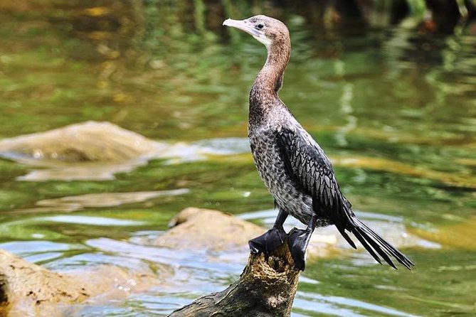 Day Tour to Anawilundawa Wetland Sanctuary - Anawilundawa Wetland Sanctuary