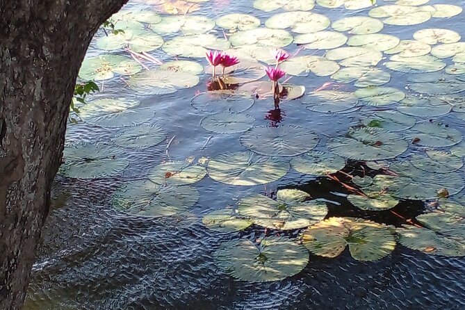 Day Tour to Anawilundawa Wetland Sanctuary - Munneshwaram Hindu Temple