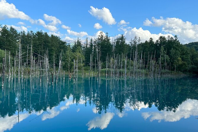 Day Tour to Asahiyama Zoo Biei Blue Pond Furano by Private Car - Pickup and Confirmation