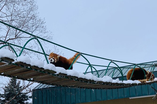 Day Tour to Asahiyama Zoo Biei Blue Pond Furano by Private Car - Maintenance Information