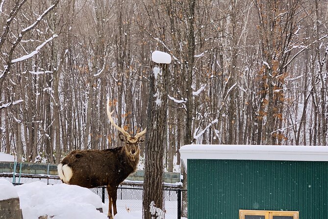 Day Tour to Asahiyama Zoo Biei Blue Pond Furano by Private Car - Visiting Biei Blue Pond and Furano
