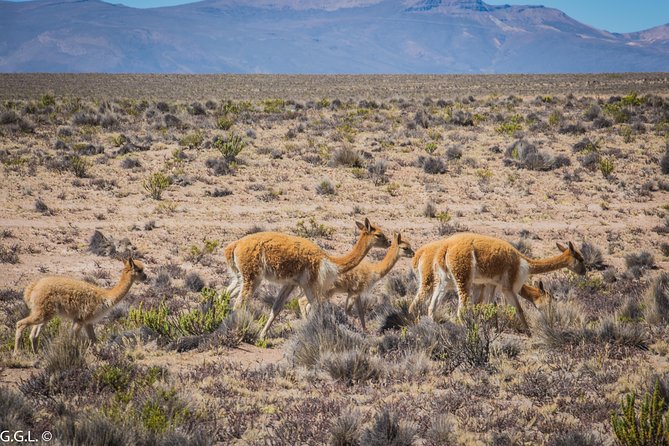 Day Tour to Colca Canyon From Arequipa - Requirements and Recommendations