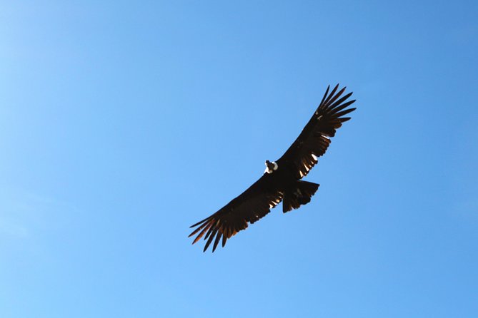 Day Tour to Colca Canyon From Arequipa - Booking and Cancellation