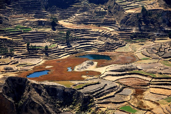 Day Tour to Colca Canyon From Arequipa - Traveler Testimonials