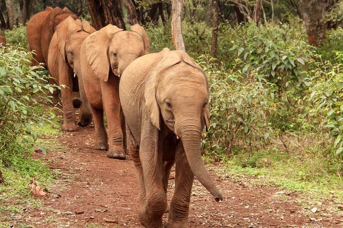 Day Tour to Giraffe Center and Karen Blixen Nairobi - Guest Reviews
