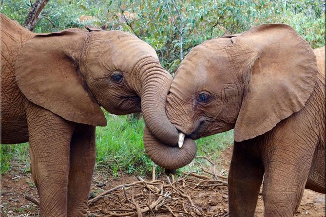 Day Tour to Giraffe Center and Karen Blixen Nairobi - Extending the Adventure