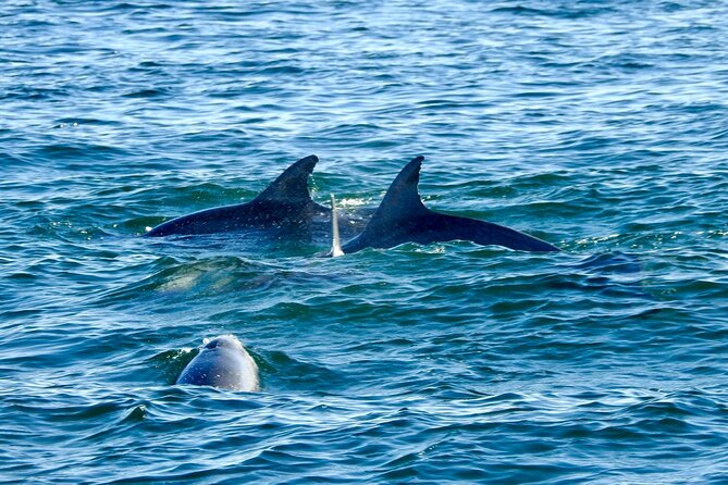 Day Tour to Harbor Lights - Aquatic Adventures