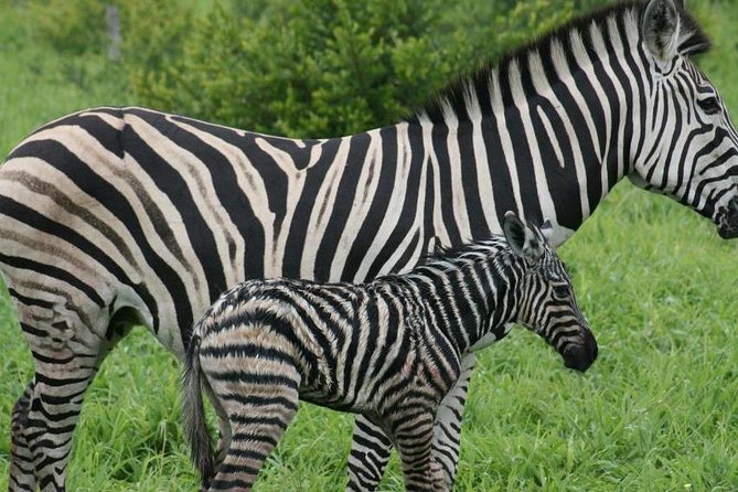 Day Tour to Hells Gate and Optional Boat Ride at Lake Naivasha - Cancellation Policy