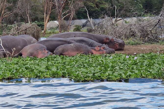 Day Tour To Hells Gate National Park and Optional Boat Ride on Lake Naivasha. - Inclusions and Add-ons