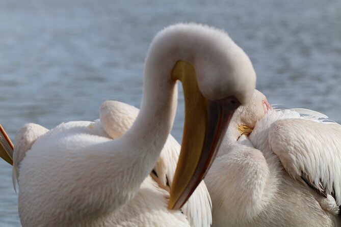 Day Tour to Hells Gate National Park and Optional Boat Ride on Lake Naivasha - Transportation and Accessibility