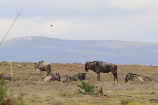 Day Tour to Hells Gate National Park and Optional Boat Ride on Lake Naivasha - Spotting Wildlife in the Park