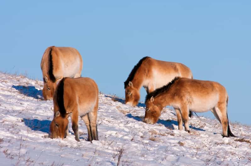 Day Tour to Hustai National Park - Inclusions and Exclusions