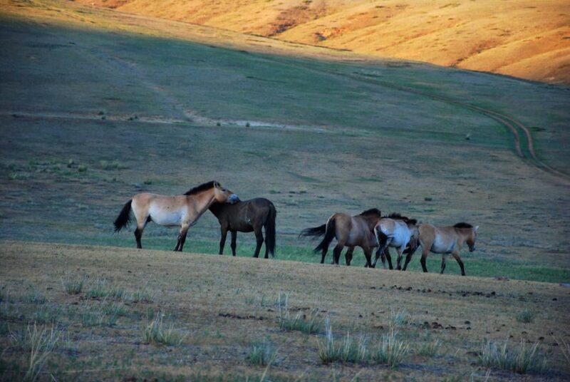 Day Tour to Hustai National Park - Wildlife Viewing