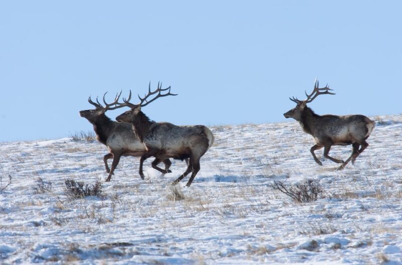 Day Tour to Hustai National Park - Customer Feedback