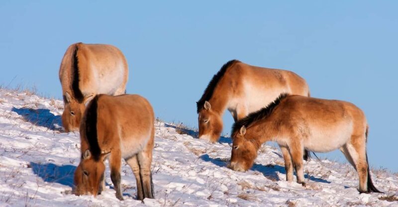 Day Tour to Hustai National Park - Important Information