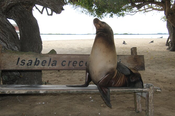 Day Tour to Isabela Island With Tintorera Islet, Snorkeling Wetlands & Flamingos - Giant Tortoise Breeding Centre Visit