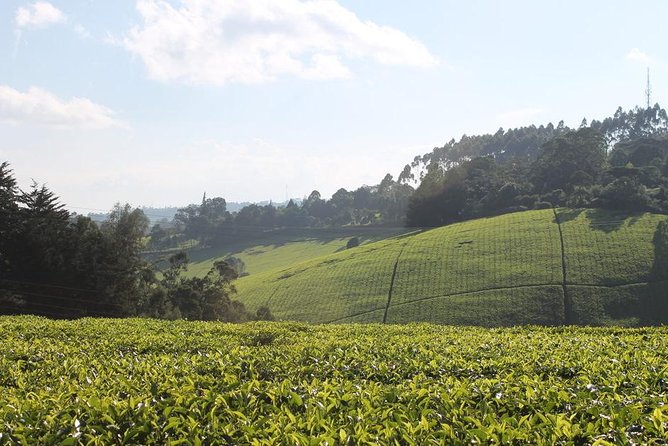Day Tour To Kiambethu Tea Farm in Limuru - Tour of the Serene Grounds