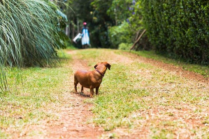 Day Tour To Kiambethu Tea Farm in Limuru - Traditional and Modern Flora Uses