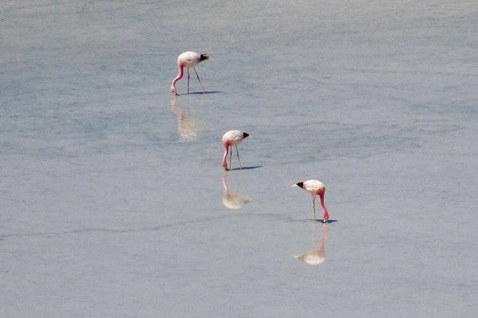 Day Tour to Laguna De Salinas - Vibrant Wildlife