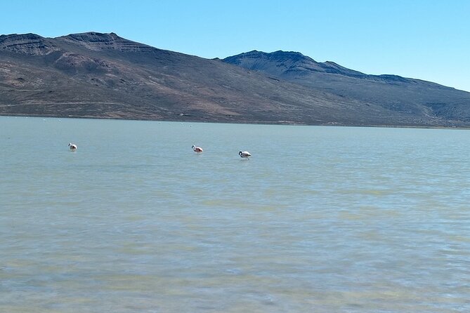 Day Tour to Laguna De Salinas - Personalized Experience
