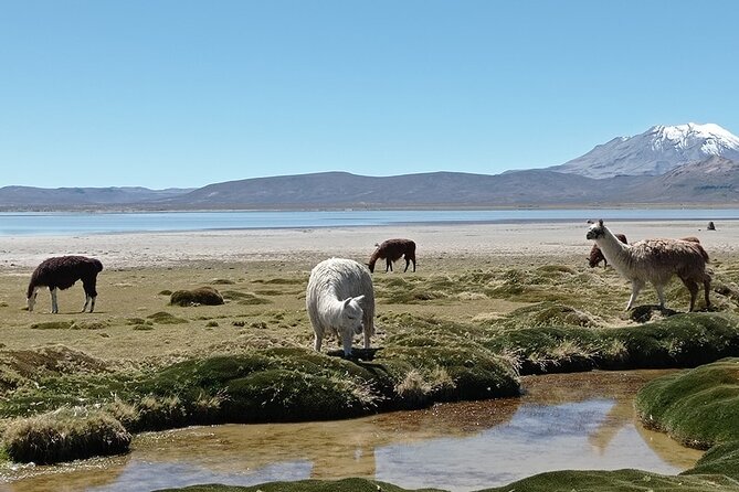 Day Tour to Laguna De Salinas - Transportation and Amenities