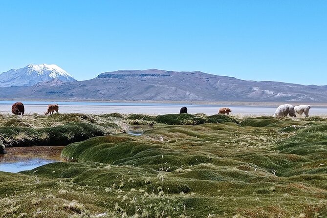 Day Tour to Laguna De Salinas - Verified Reviews