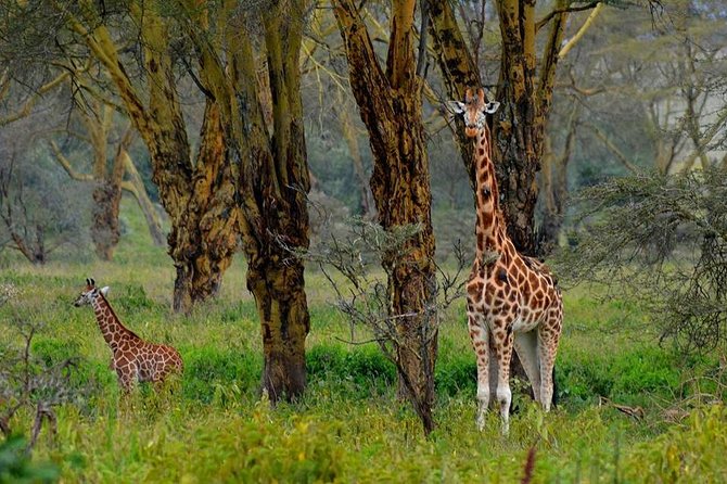 Day Tour To Lake Nakuru Park With Optional Boat Ride on Lake Naivasha - Spotting Flamingos and Pelicans