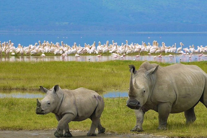 Day Tour To Lake Nakuru Park With Optional Boat Ride on Lake Naivasha - Encountering Eagles and Wildlife
