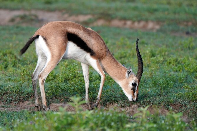 Day Tour To Lake Nakuru Park With Optional Boat Ride on Lake Naivasha - Optional Boat Ride Experience