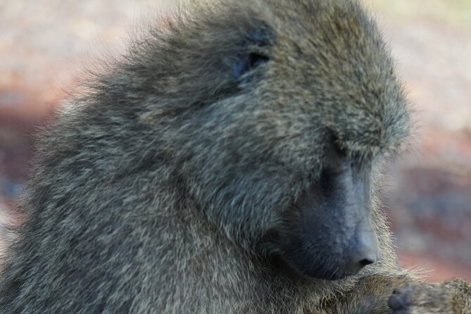 Day Tour To Lake Nakuru Park With Optional Boat Ride on Lake Naivasha - Logistics and Pickup Information