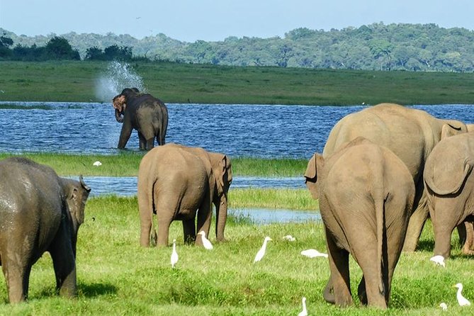 Day Tour to Minneriya National Park,Sigiriya & Dambulla From Kandy - Key Points