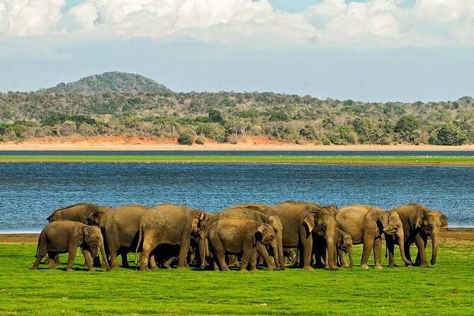 Day Tour to Minneriya National Park,Sigiriya & Dambulla From Kandy - Meeting and Pickup Details