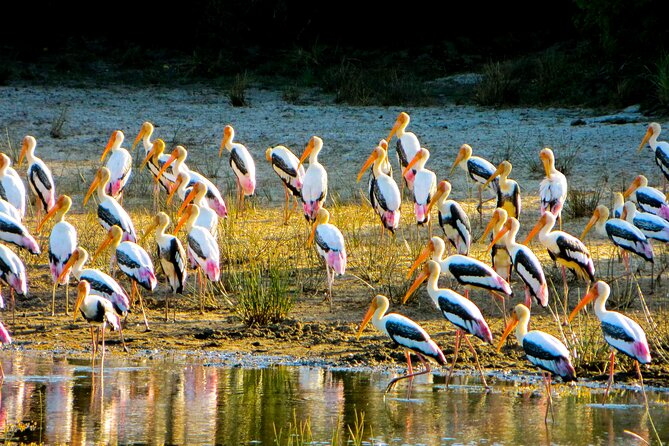 Day Tour to Minneriya National Park,Sigiriya & Dambulla From Kandy - Accessibility and Dress Code
