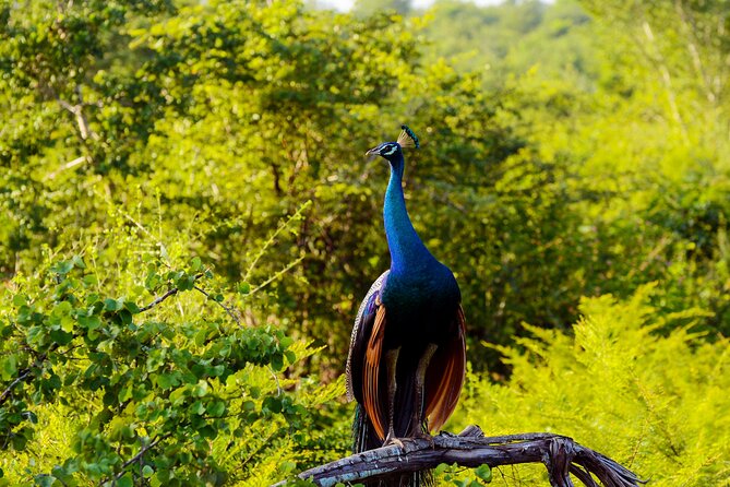 Day Tour to Minneriya National Park,Sigiriya & Dambulla From Kandy - Tour Type and Participation