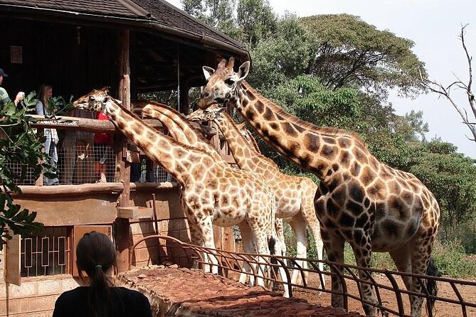 Day Tour to Nairobi National Park and Giraffe Center - Additional Considerations