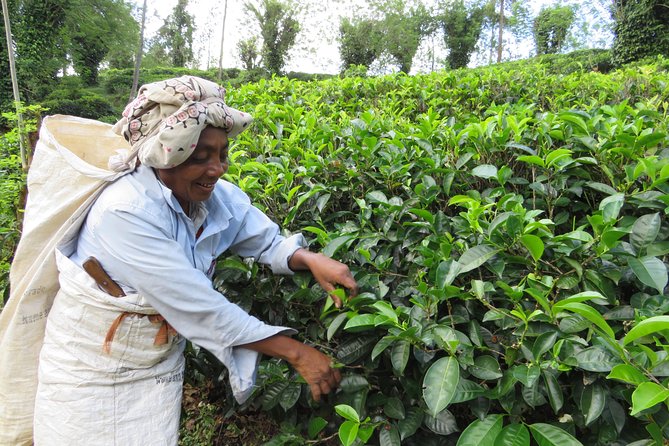 Day Tour to Nuware Eliya (Littel England) From Kandy - Included Services