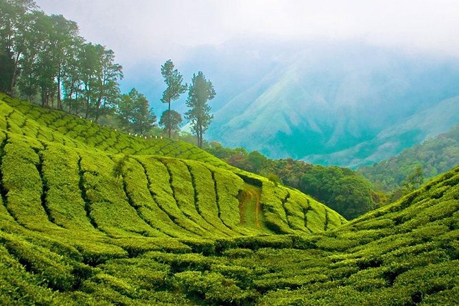 Day Tour to Nuware Eliya (Littel England) From Kandy - Cancellation Policy