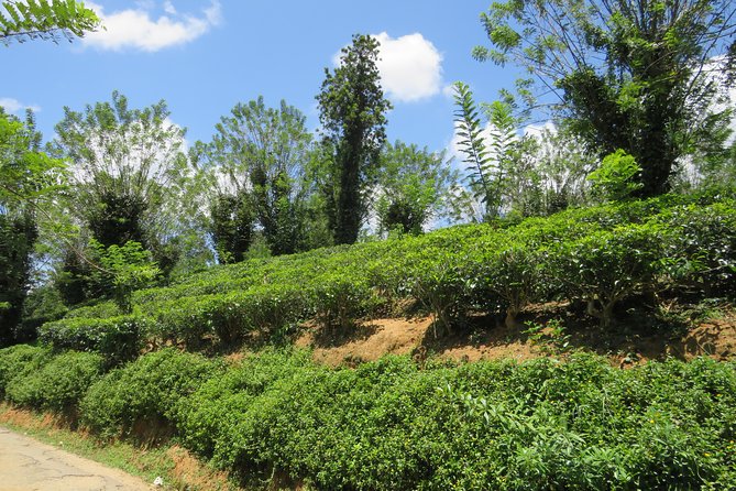 Day Tour to Nuware Eliya (Littel England) From Kandy - Additional Information