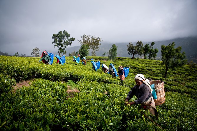 Day Tour to Nuwareeliya (Little England) From Kandy - Blue Field Tea Factory