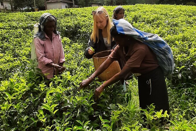Day Tour to Nuwareeliya (Little England) From Kandy - Customer Reviews