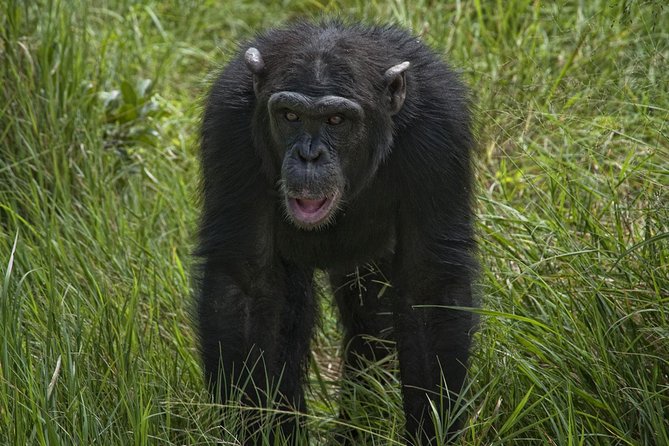 Day Tour to Ol Pejeta Conservancy - Wildlife Sightings
