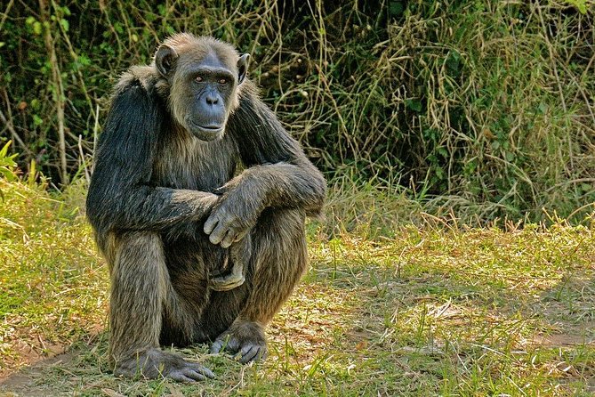 Day Tour to Ol Pejeta Conservancy - Booking and Payment