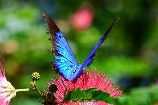 Day Tour to Paronella Park, Lake Barrine and Millaa Millaa Falls - Inclusions and Exclusions