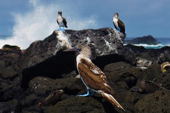 Day Tour to Pinzón Island and La Fé/Palmitas Bay With Snorkeling and Fishing - Included Amenities and Experiences