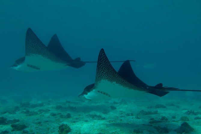 Day Tour to Pinzón Island and La Fé/Palmitas Bay With Snorkeling and Fishing - Considerations for Motion Sickness