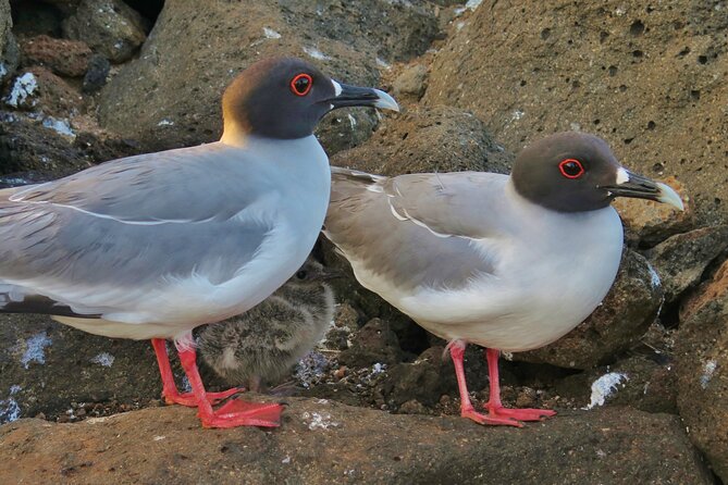 Day Tour to San Cristobal Island With Private Land Tour and Snorkeling - Tour Details
