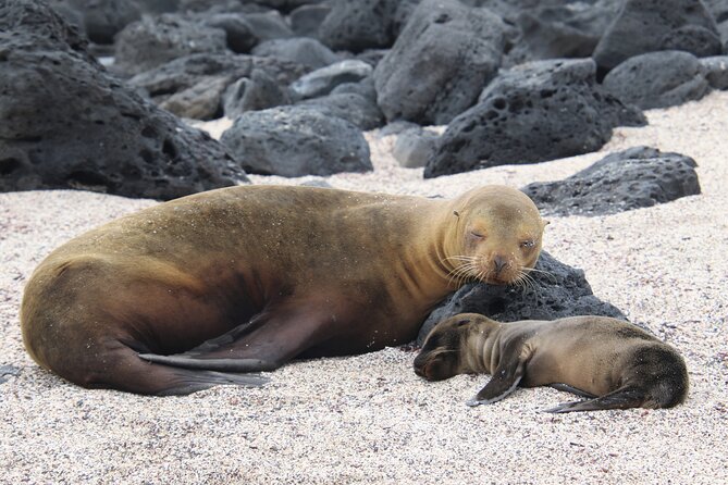 Day Tour to San Cristobal Island With Private Land Tour and Snorkeling - Itinerary Highlights