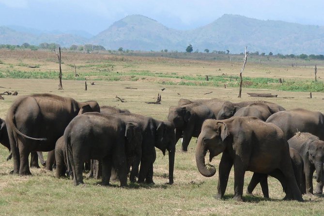 Day Tour to Udawalawe From Colombo - Pickup and Drop-off